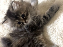 Persian (Traditional) - 2 cats female and male persian قطتين شيرازي للبيع ذكر و انثى  available for adoption in جدة