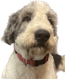 St. Bernard – George / Saint Berdoodle