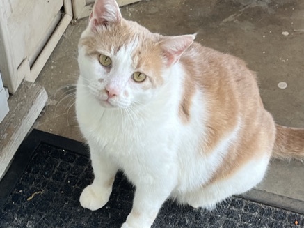 Free to Loving Home – Beautiful Turkish Van Cat