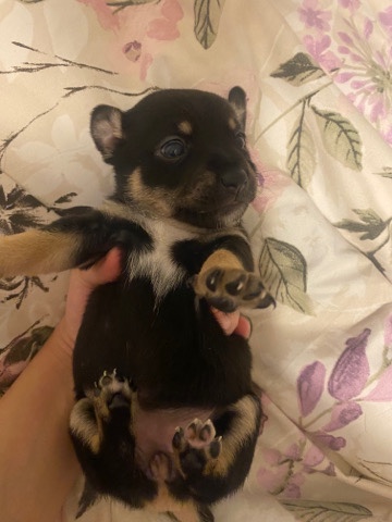 Chihuahua – 3 weeks old puppy