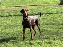 Doberman Pinscher – erupean doberman bitch – New Milton