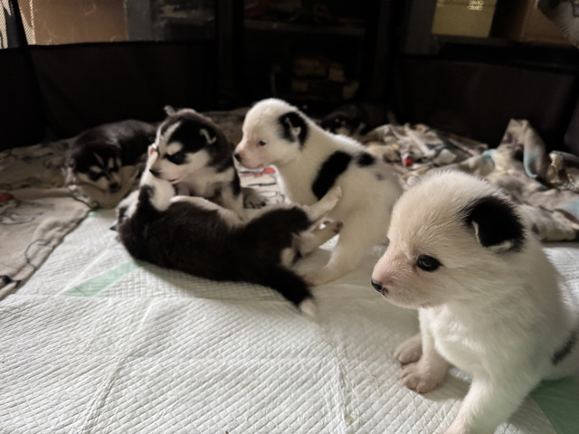Siberian Husky – Husky Puppies!