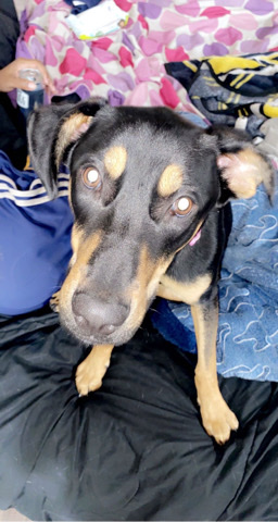 Rottweiler – Natasha