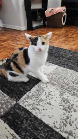 cat for sell