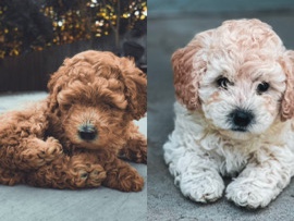 Poodle – Adorable Miniature Poodles- Ready for Loving Home – Elk Grove