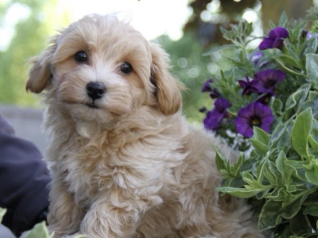 Maltipoo – Hund zu verkaufen – Straubing