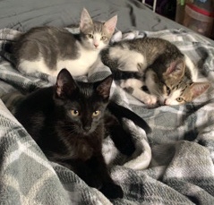 Aegean – 3 kittens (2 girls & 1 boy)