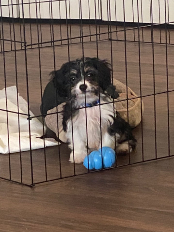 Cavalier King Charles Spaniel – Cavapoo