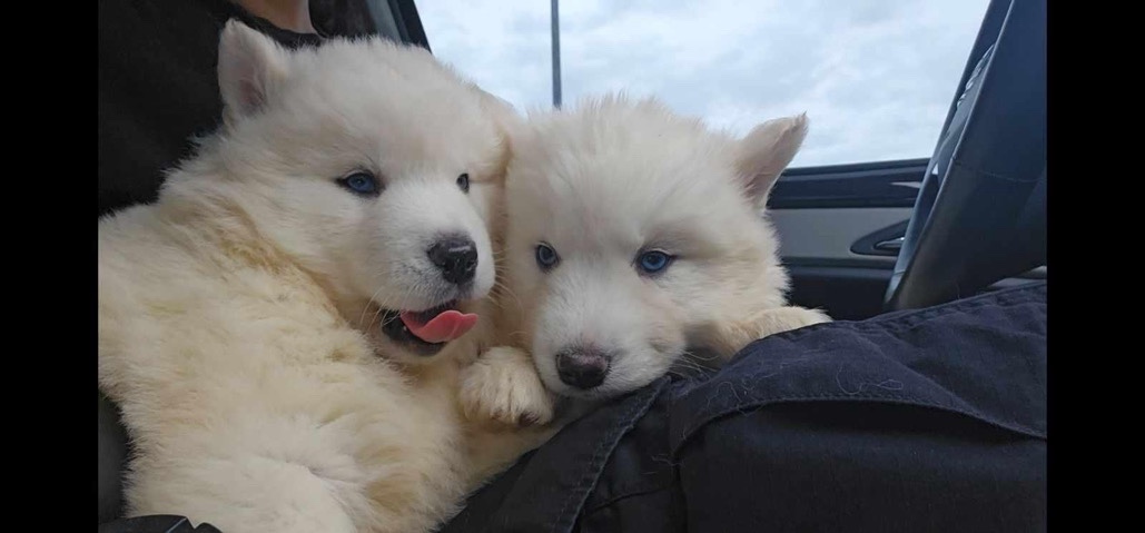 husky Miami