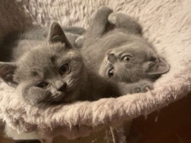 British Shorthair – British kurz Haar kitten (BKH) – Quickborn