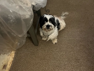 Shih Tzu – Jasper needs a home – Aiken