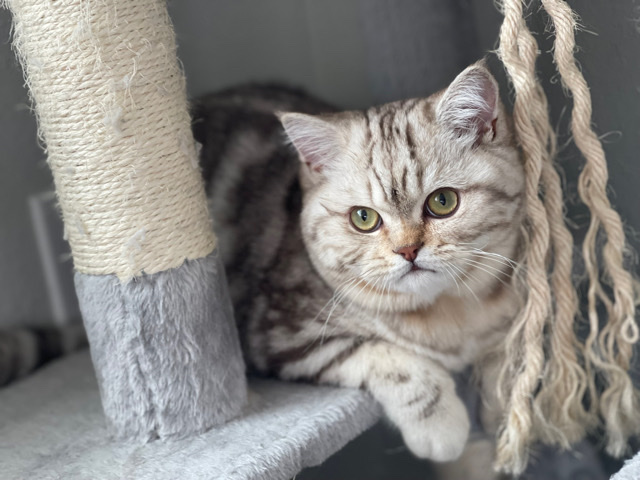 Scottish Fold – scottish kitten