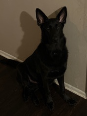 German Shepherd – black German shepherd