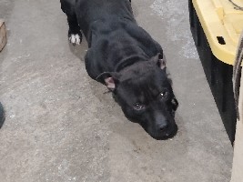 American Pit Bull Terrier – Pitbull – Chicago