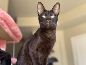 Oriental Shorthair - Oriental available for adoption in Los Angeles