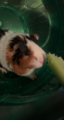 Guinea pig for sale, very sweet