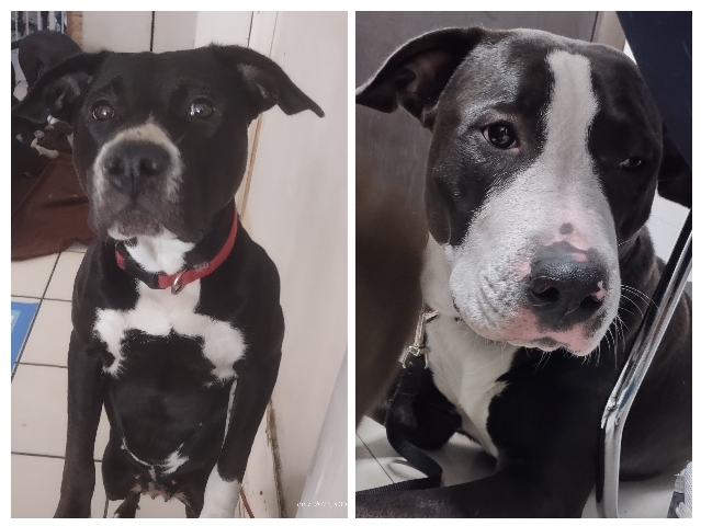 American Pit Bull Terrier – pitsky mix
