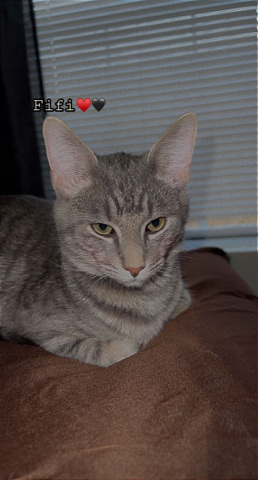 American Shorthair – looking to get re home