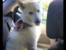 Siberian Husky – Siberia Husky