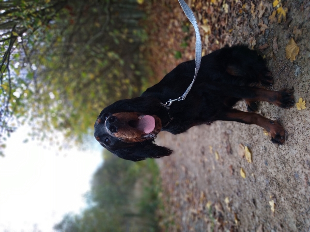 Gordon setter 