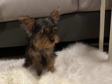 Yorkshire Terrier – Male Teacup Yorkie – Middletown