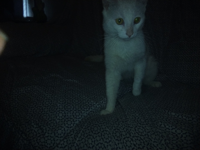 Khao Manee – Exotic Khao Manee male needs new home