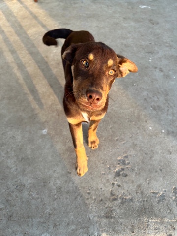 Doberman Pinscher – Doberman mix Puppy