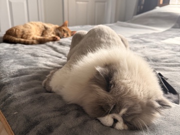 Himalayan – Rehoming Pair – Chicago
