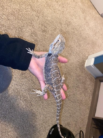 bearded dragon