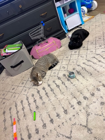 1 yr old Kittens