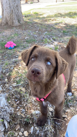 Labrador Husky – coco