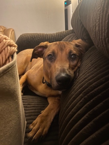 Labrador Retriever – Friendly Boxador
