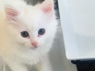 all white kittens – Toledo