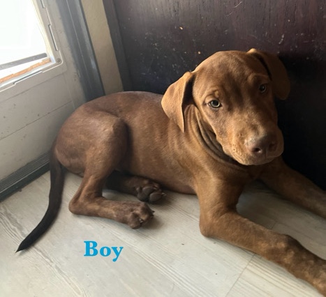 Doberman Pinscher – Doberman/French Bulldog mix Puppies