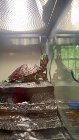 Cumberland Slider Turtle For Sale In St. Charles Illinois