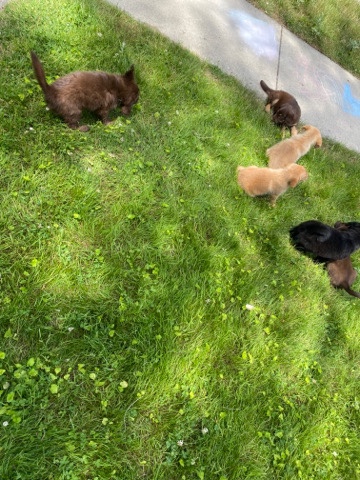 Labrador Retriever – puppies mom is black lab and dad is black lab mix