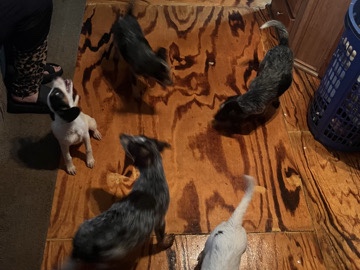 German Shepherd – German sheppard x blue cattle mix – Brandon