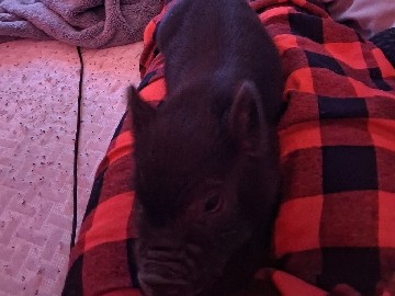 Pig – mini pig for sale – Grapevine