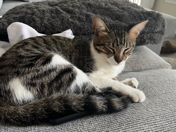 American Shorthair - Affectionate kitten looking for home available for adoption in San Antonio