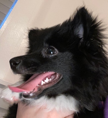 Pomeranian – Puppy Pomeranian
