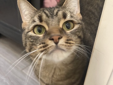 ivy is looking for a loving new home! – Everett