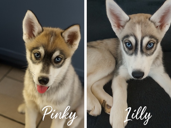 🐶2 Female Siberian Huskies!🐶