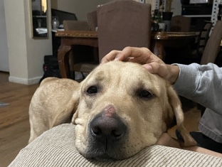 Labrador Retriever – Friendly Purebred Lab “Koda” – New York