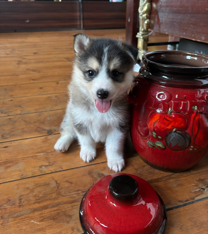 pomsky puppies