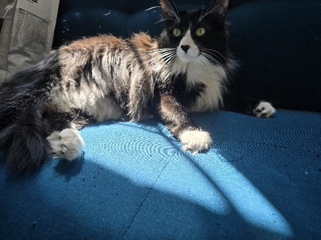 Ragdoll – Dolly Tuxedo Ragdoll mix – Waxhaw
