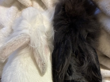 Lionhead – 2 lionhead rabbits – New Orleans