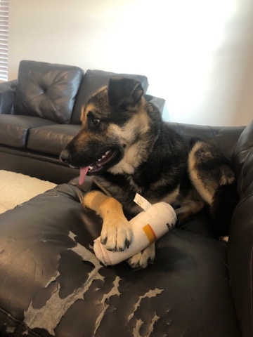 German Shepherd – German shepherd