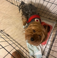 Yorkshire Terrier – boy yorkie Registered & fully vaccinated. 2yrs
