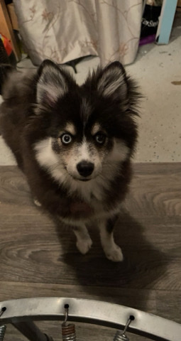 Siberian Husky – *Pomsky puppy