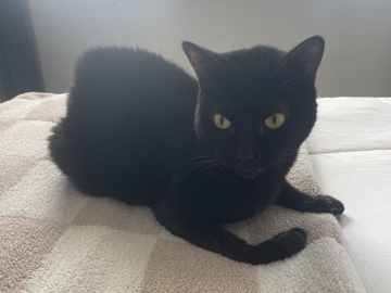 American Shorthair – Pixie cat – Nashville